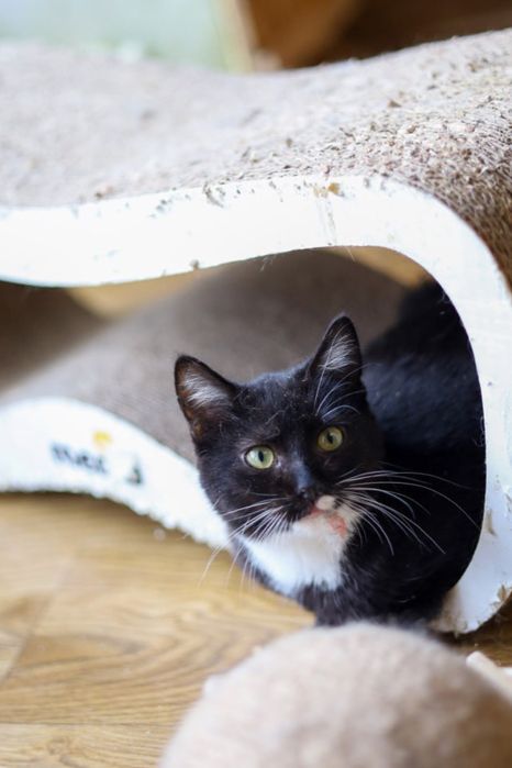 ЖанЖак, котёнок 1 год, мальчик, котик