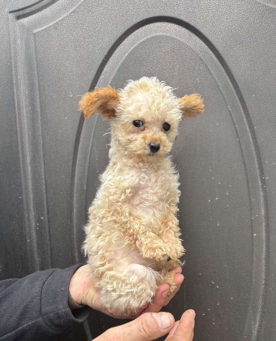 Мінюшечка дівчинка той пуделя.