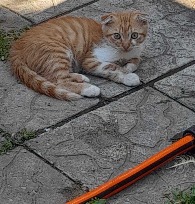 Отдам котят в хорошие руки