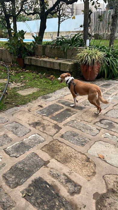 Cuido do seu animal em Braga- Hospedagem