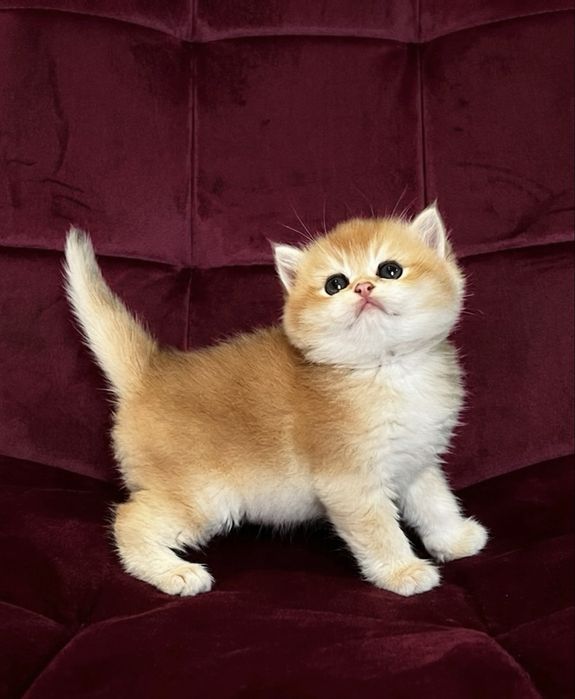 Золота  шиншила котенята