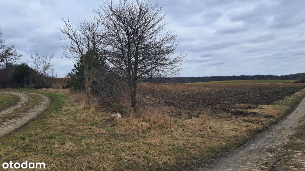 Działka siedliskowa | WZ bezterminowe | Grzeszyn, gm. Wińsko