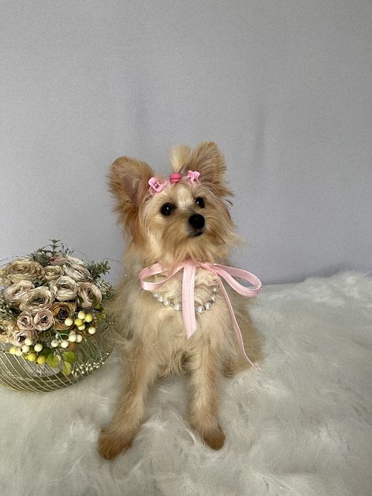 Помапу — Маленькі моделі для обіймів