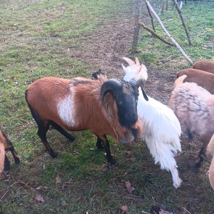 Owca kameruñska tryk