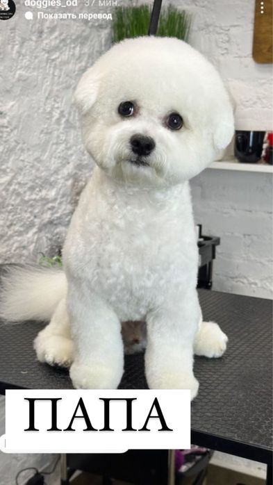 Очень милые щенята бишон фризе