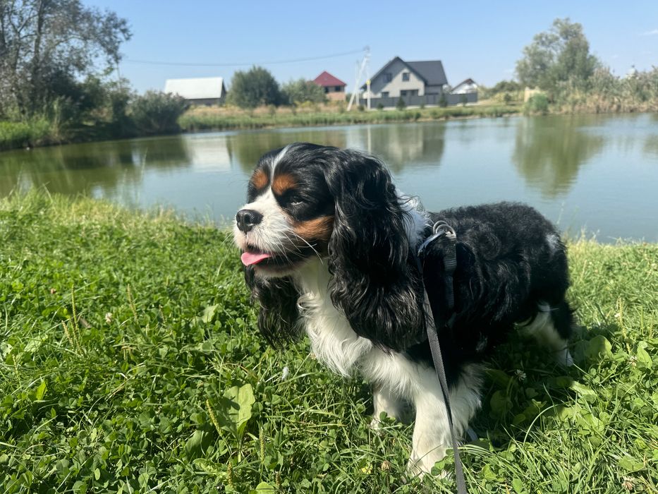 Кавалер Кінг Чарльз вязка