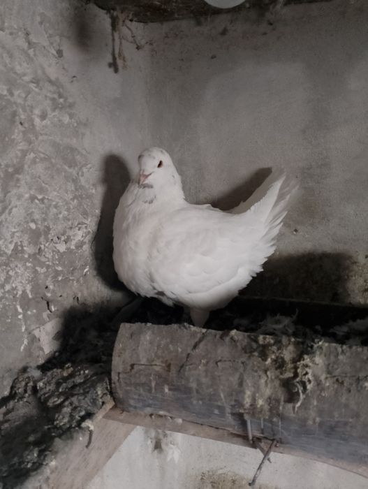 Sprzedam gołębie kingi 5 sztuk