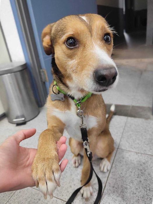 SPLIT (Macho, 15Kg) - Para adoção URGENTE