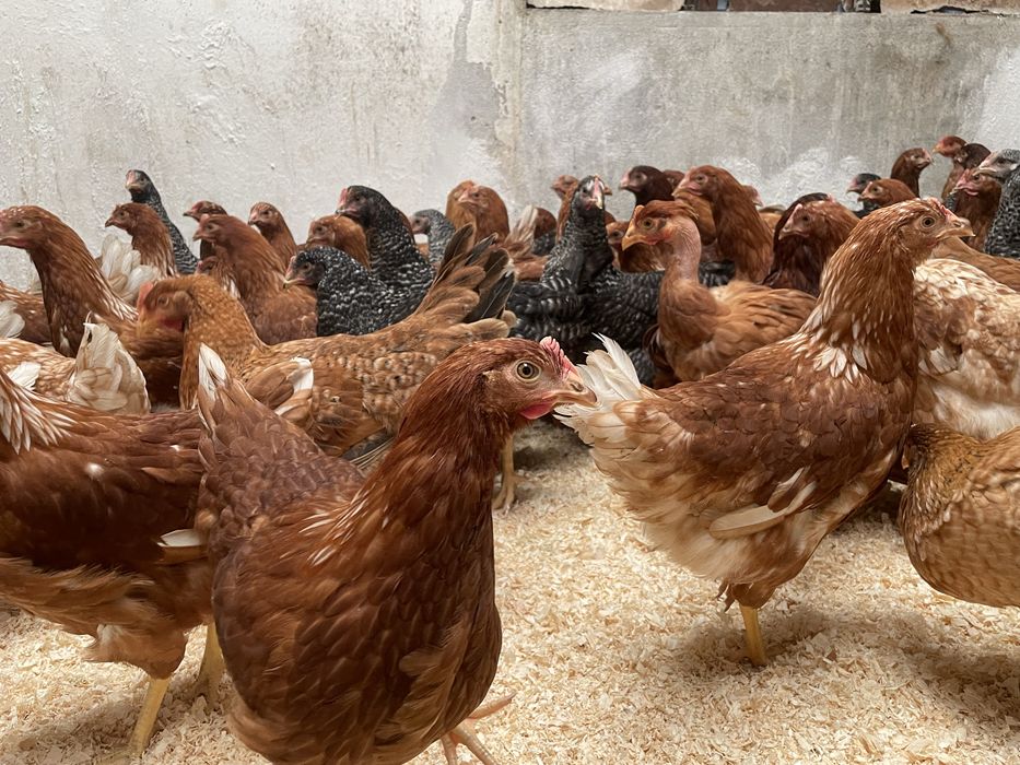 Galinhas poedeiras a iniciar postura 18 semanas