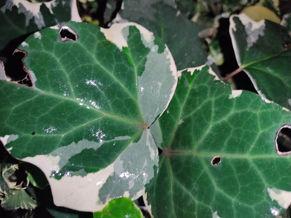 Плющі 10 сортів..