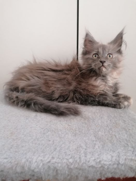 Мейн-кун     киця