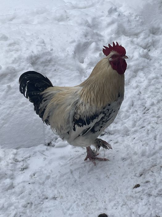 Młode  koguty sprzedam