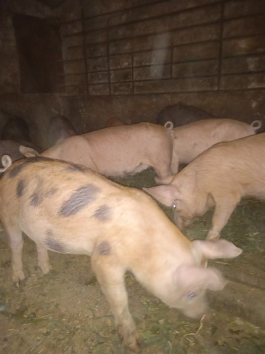 Охуроші поросята