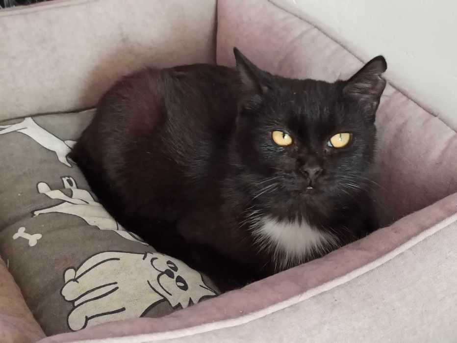 Dwie kotki szukają domu