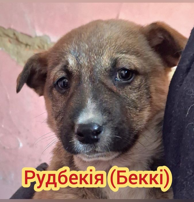 Чекають на люблячі родини Цуценя, собака,пес, песик, щенок