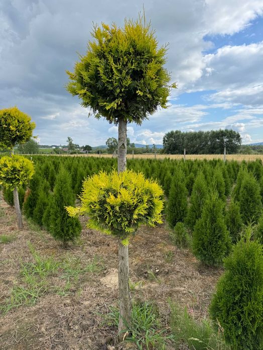 TUJA SZMARAGD KULE na pniu ,bonzaje,świderki,GOLD szmaragd