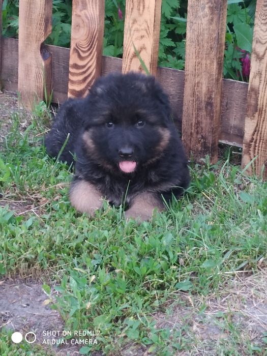 Німецька вівчарка вибір песикіа чорного і чепрачного кольору