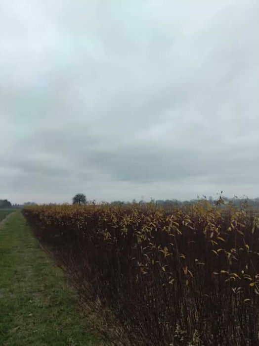 Wiklina zielona Kamień , skoszona, bardzo wysoka i też krótka.