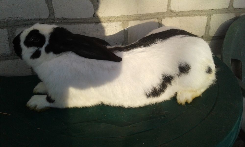 Німецький строкач