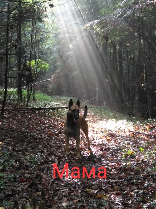 Цуценята бельгійської вівчарки