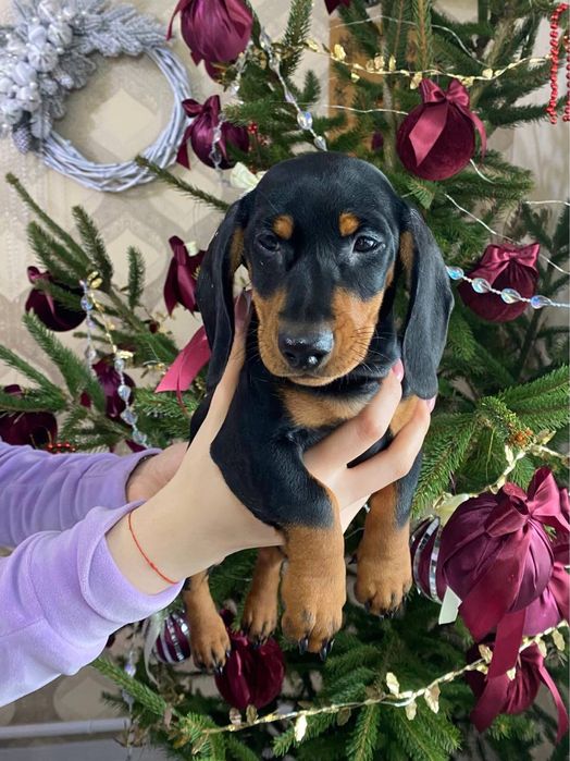 Чистокровна такса