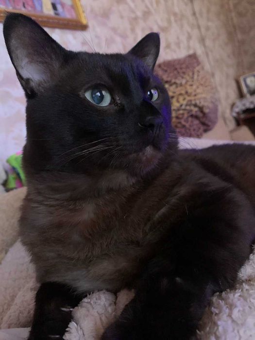 Тонкинез Зевс. Вязка. Порода кошки не принципиально