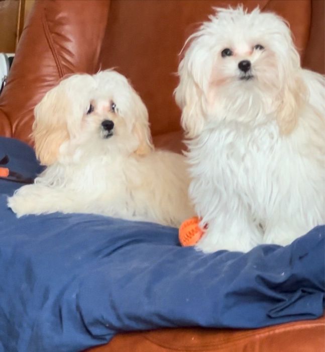 Мальтипу F1 міні