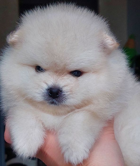 В'язка померанський шпіц