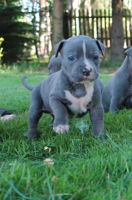 Amstaff Amstaf American Staffordshire Terrier piesek samiec    BLUE Błękitny