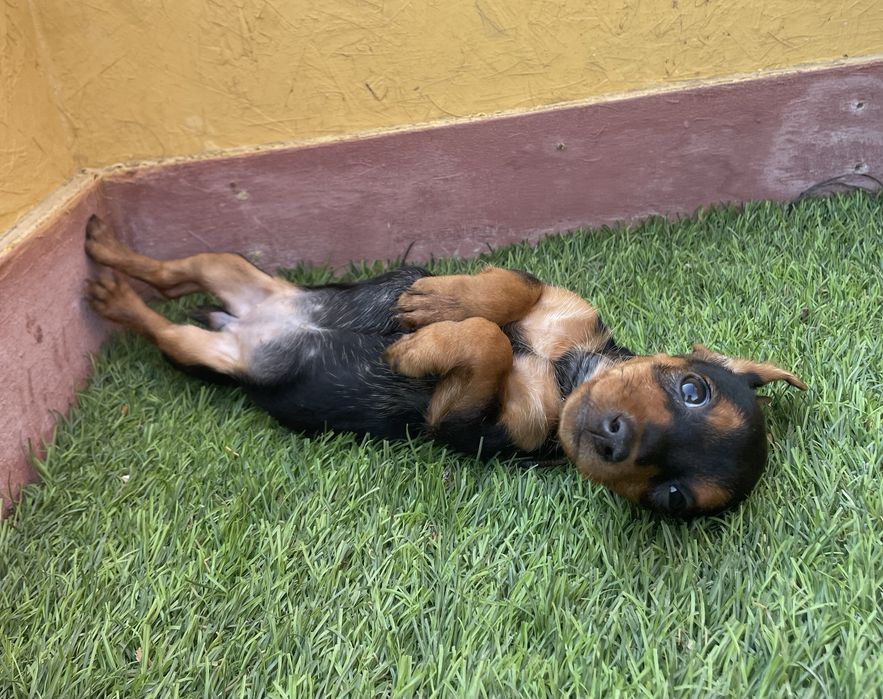 Pinscher Miniatura