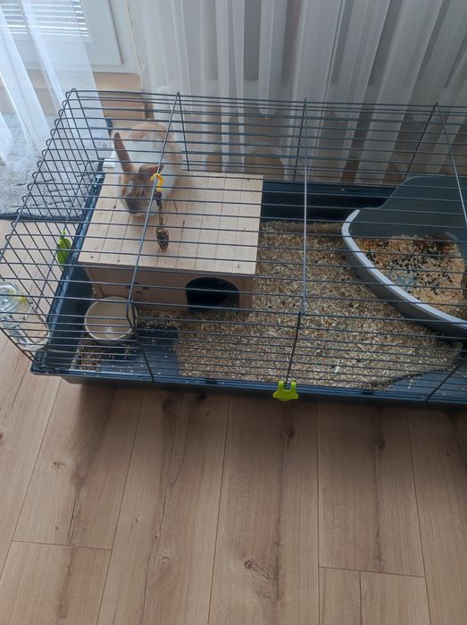 Królik miniaturka + całe wyposażenie dla królika,