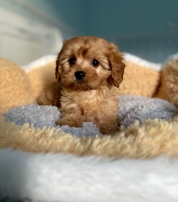 Cavapoo f1 samiec