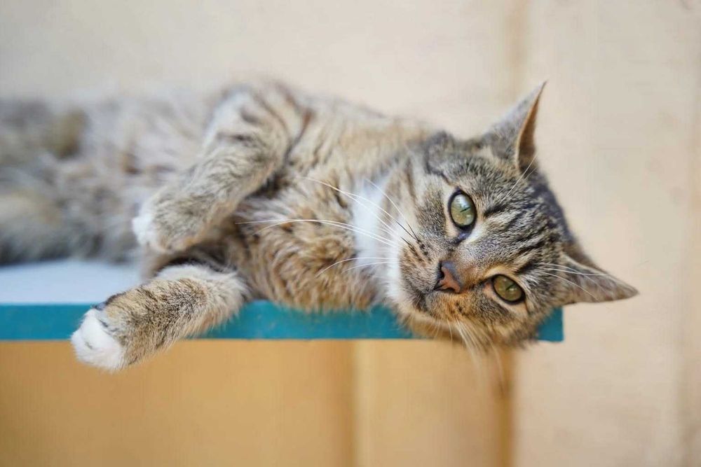 Prosecco - wszędzie go pełno