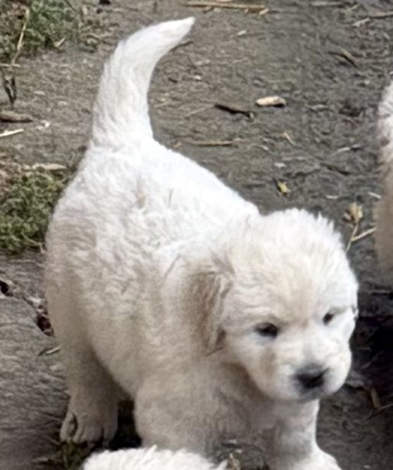 Owczarek podhlanski szczeniak z rodowodem