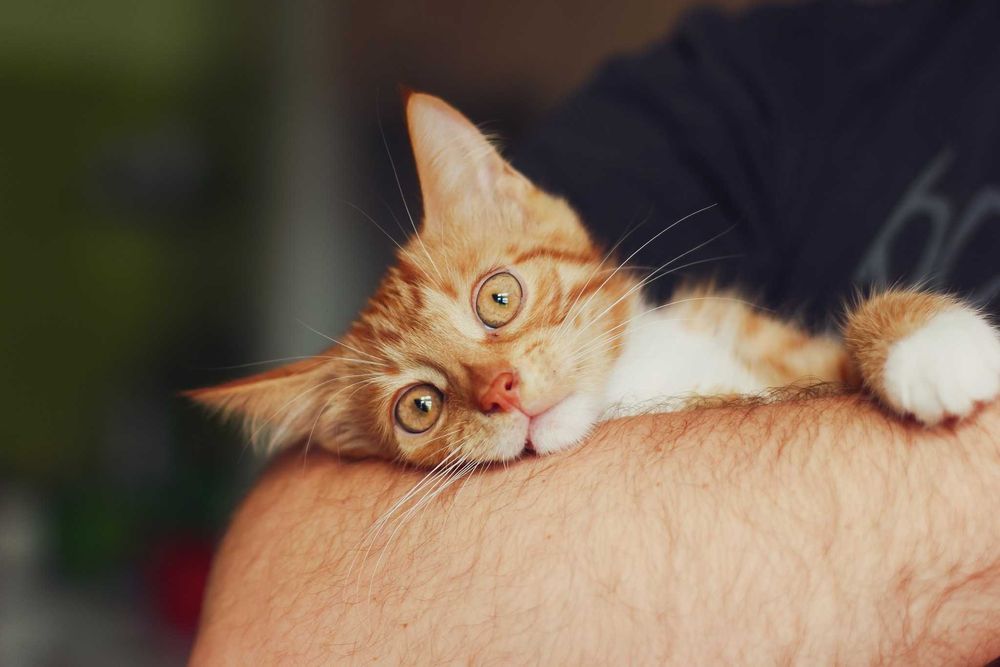 Grzech szuka domu! Fundacja "Stawiamy na Łapy"