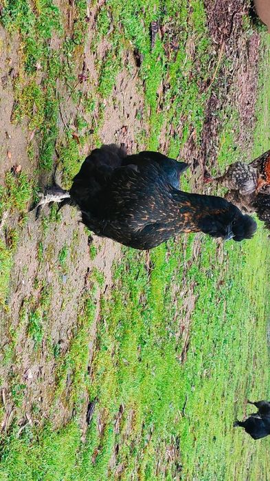 Coquitas Traçadas Sedosas Do Japão