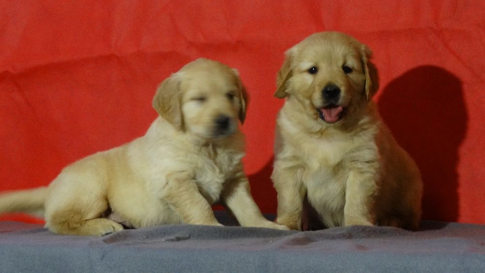 Golden retriever piesek z rodowodem