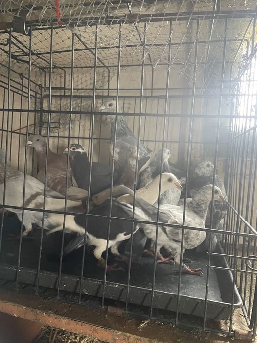 Gołębie pocztowe tygrysy i mulemansy