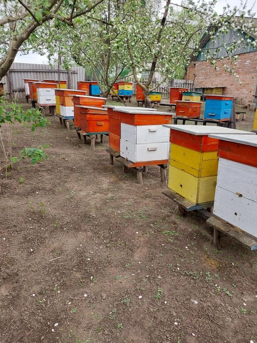 Продам частину пасіки
