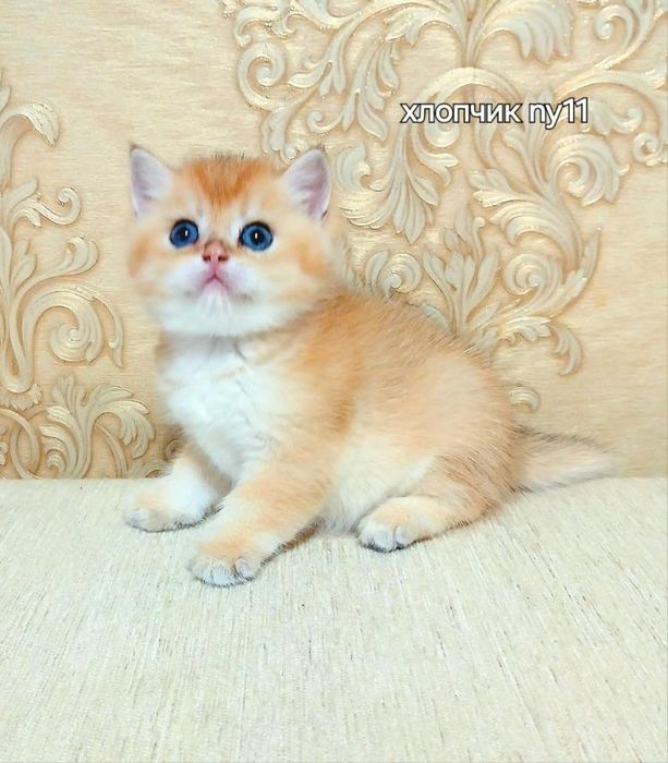 Срочно! Шотландский Золотой мальчик