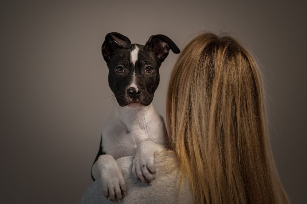 Czarny piesek American Staffordshire Terrier (amstaff)