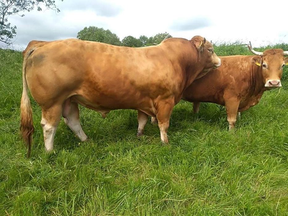 Bydło Byki jałówki krowy