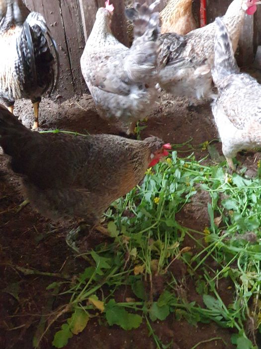 Vendo   ovos  galinhas cream  legbar legbar.