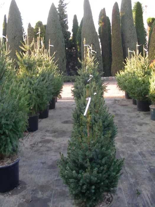 Choinki w doniczkach  produkcja własna Szkółka Roślin-Zalasewo