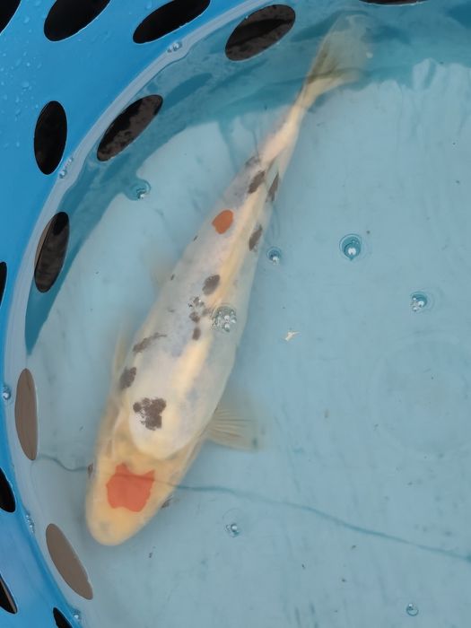 Carpas koi muito bonitas