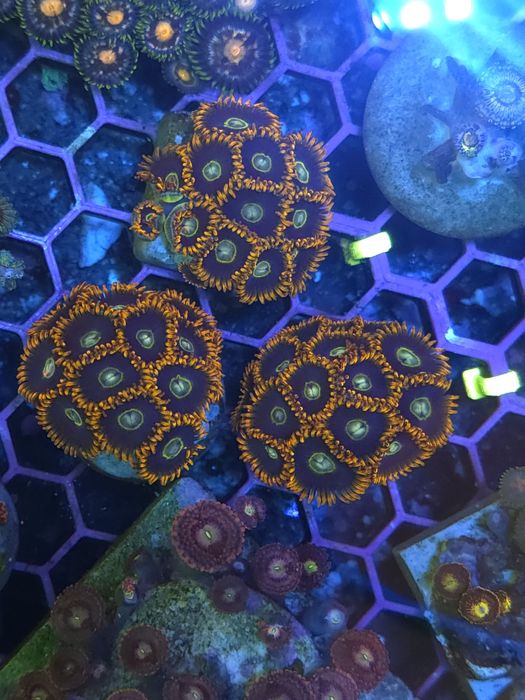 Frags de zoas, corais agua salgada