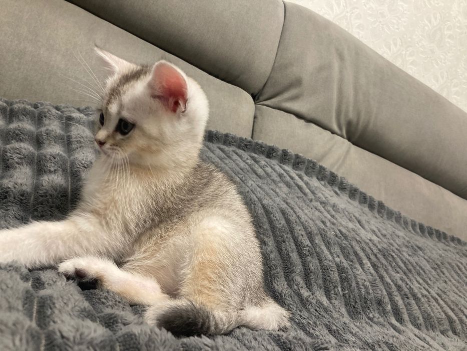 Шотландський шиншиловий котик