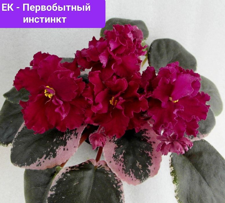 Фіалки сортовые детки