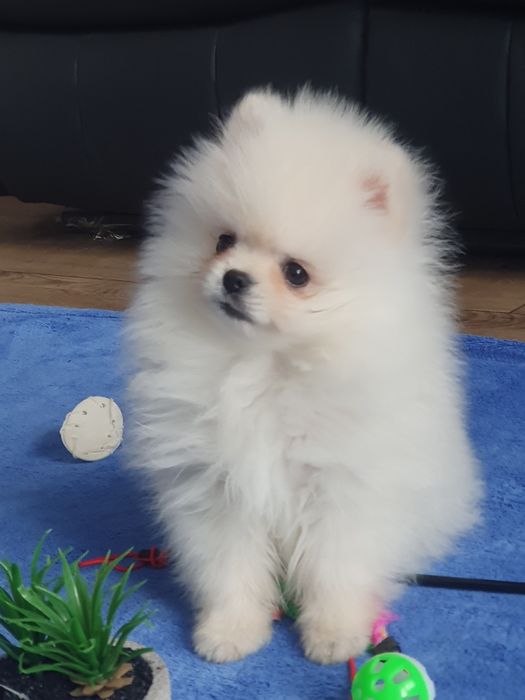 Szpic miniaturowy pomeranian/Cudny. Bialy mini mus