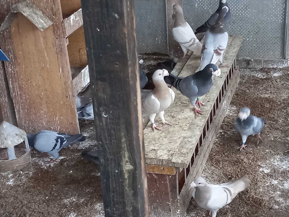 gołebie staropolskie